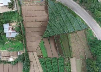 Aprenda qué es la información biográfica en la agricultura