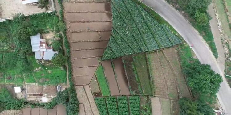 Aprenda qué es la información biográfica en la agricultura