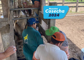 Asistencia técnica bovina a brigadas pecuarias en Petén