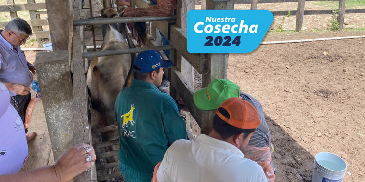 Asistencia técnica bovina a brigadas pecuarias en Petén