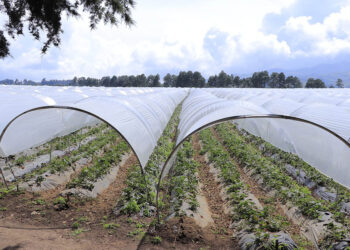 Barreras rompe vientos para protección de los cultivos