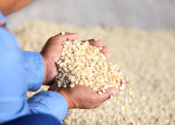 Beneficios del maíz