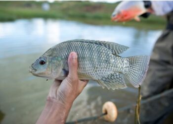 Brindamos alimento adecuado para la producción de tilapia