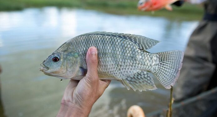 Brindamos alimento adecuado para la producción de tilapia