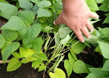 Brindan asistencia a productores de chile pimiento y frijol de Sayaxché