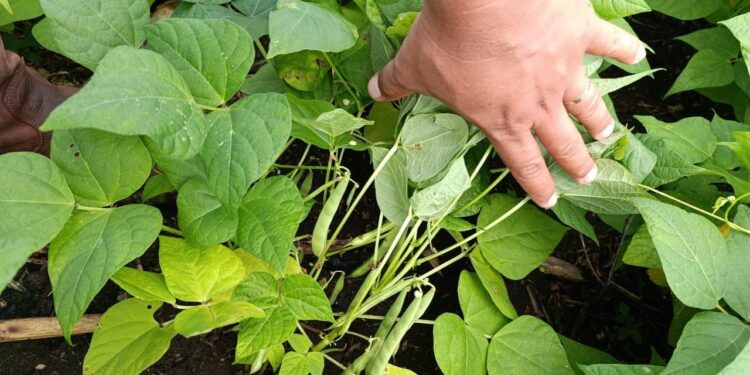 Brindan asistencia a productores de chile pimiento y frijol de Sayaxché