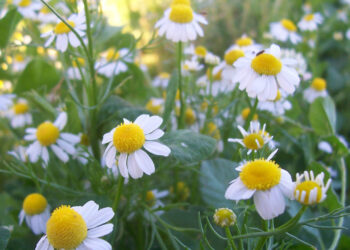 Conozca cuáles son las hierbas aromáticas