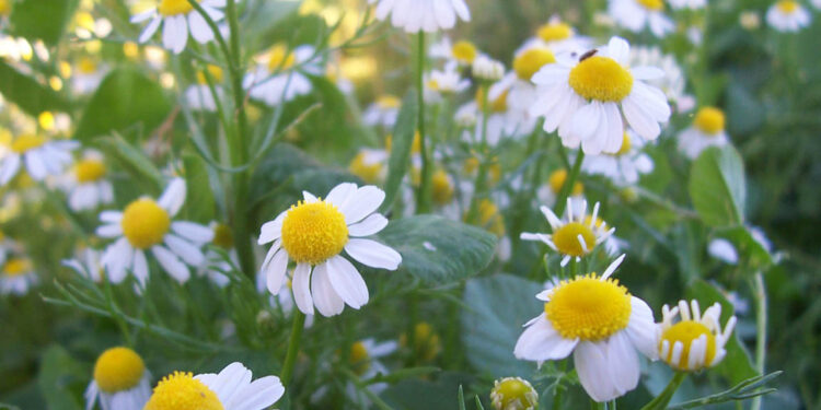 Conozca cuáles son las hierbas aromáticas