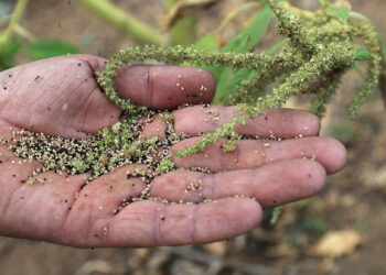 Conozca el amaranto amarillo