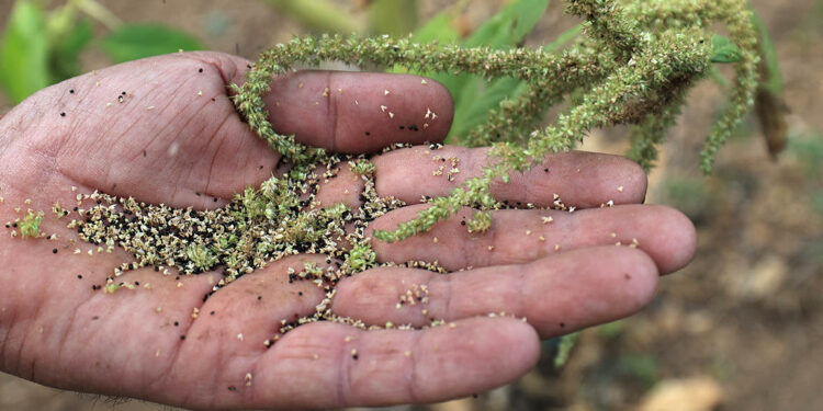 Conozca el amaranto amarillo