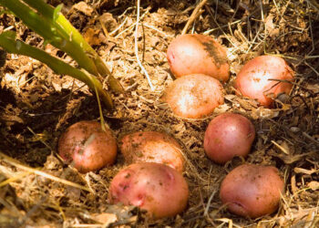 Conozca la papa loman roja