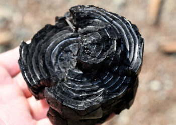 Conozca qué es el biochar