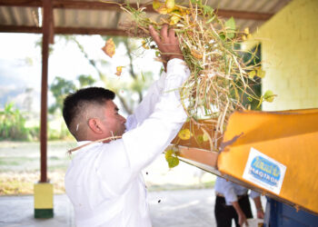 Conozca qué es el trillado del frijol