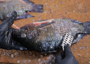 Conozca que es la proteína animal y sus beneficios