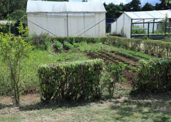 Conozca qué son las barreras vivas