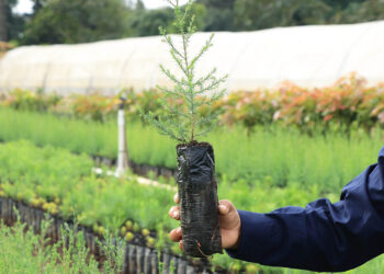 Conozca qué son las cadenas de valor agroforestal