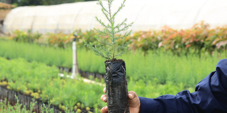 Conozca qué son las cadenas de valor agroforestal
