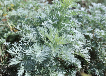 Conozca una planta desparasitante cuyo cultivo empieza a crecer en el país