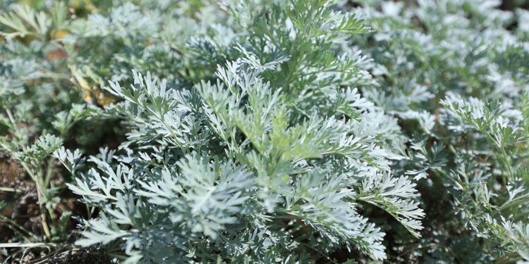 Conozca una planta desparasitante cuyo cultivo empieza a crecer en el país