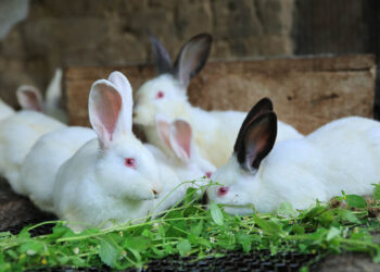 Crece el consumo de carne de conejo