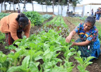 Así se gestiona el Crédito Tob’anik en el sistema financiero