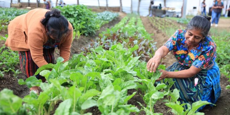 Así se gestiona el Crédito Tob’anik en el sistema financiero