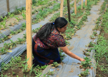 Crédito Tob’anik: Q500 millones disponibles para fortalecer la producción agrícola