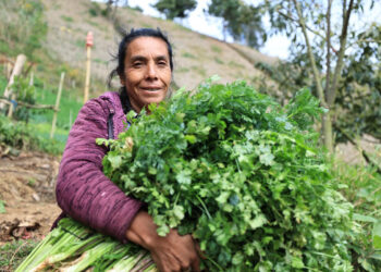 Crédito Tob’anik contará con seguro agrícola
