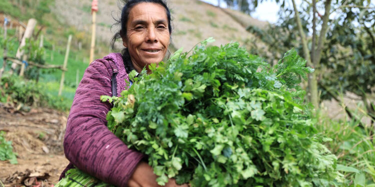 Crédito Tob’anik contará con seguro agrícola