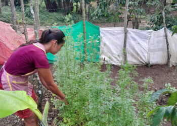 Disponibles capacitaciones para acceder al programa Alimentos por Acciones