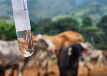 El 75.28% del ganado se ha recuperado de Gusano Barrenador del Ganador