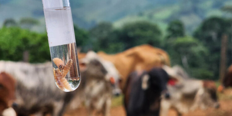 El 75.28% del ganado se ha recuperado de Gusano Barrenador del Ganador