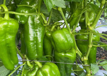 El chile pimiento también es una fuente de antioxidantes