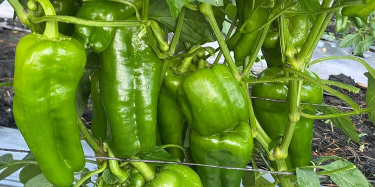 El chile pimiento también es una fuente de antioxidantes