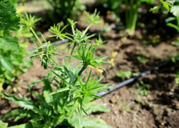 El culantro de monte