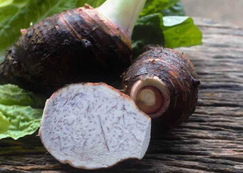 El cultivo de malanga en Guatemala