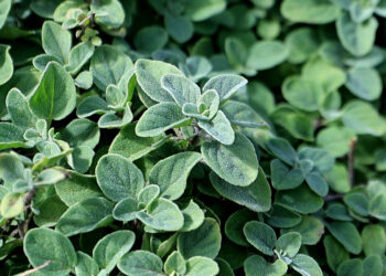 El cultivo de orégano crece en el país