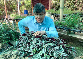 El cultivo de plantas medicinales fortalece la agricultura familiar y la salud comunitaria