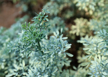 El cultivo de ruda en Guatemala