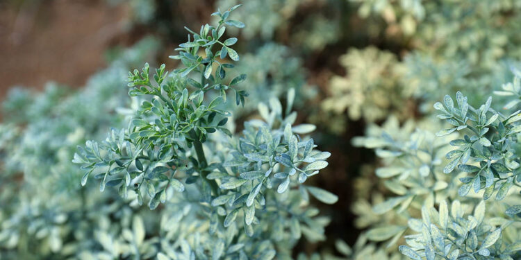 El cultivo de ruda en Guatemala
