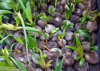 El cultivo del coco en Guatemala