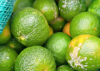 El cultivo del limón-mandarina crece en el país