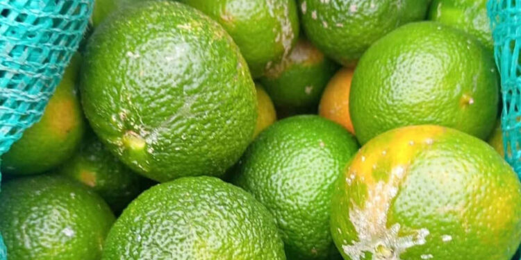 El cultivo del limón-mandarina crece en el país