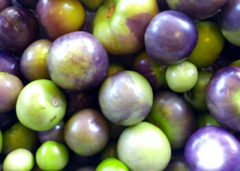 El miltomate un ingrediente culinario muy apreciado