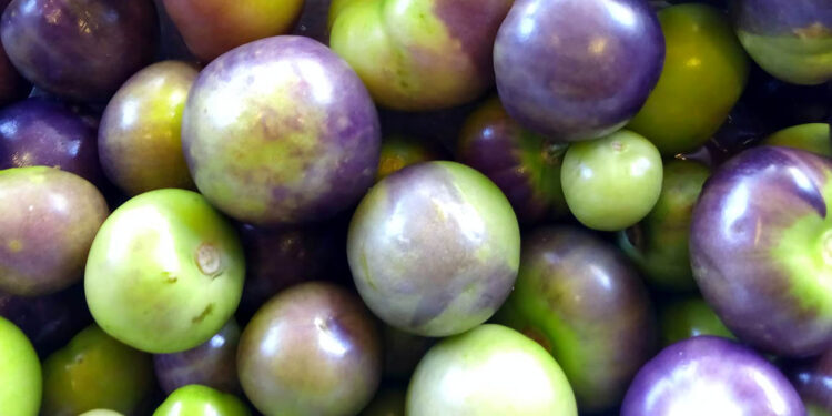 El miltomate un ingrediente culinario muy apreciado