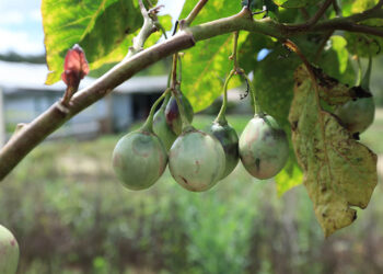 El otro tomate que se cultiva en Guatemala