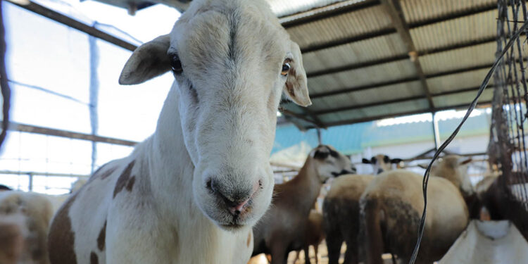 El uso de la genética animal para mejora del ganado
