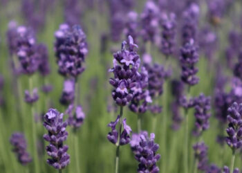 En Guatemala se cultiva una planta aromática muy apreciada