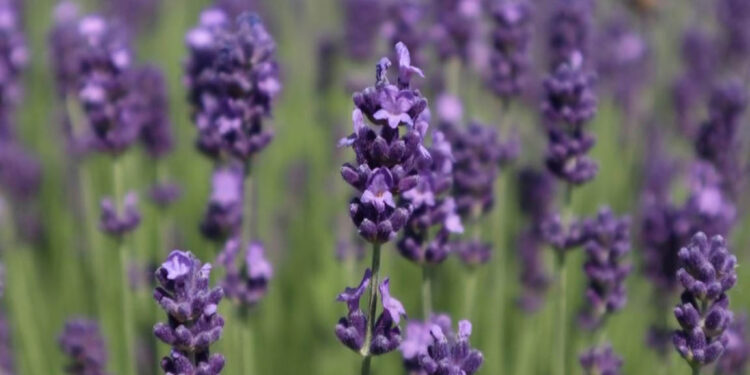 En Guatemala se cultiva una planta aromática muy apreciada