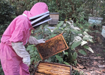En Poptún brindan asistencia técnica en apicultura
